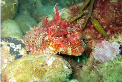 diving in the UK
